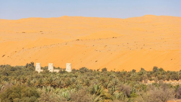Top Noise-Reducing Plants to Create a Tranquil Oasis on Your Urban Terrace